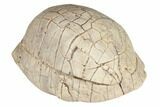 Inflated Fossil Tortoise (Stylemys) - South Dakota #192061-1